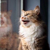 猫の不思議な鳴き方『クラッキング』のワケ3選　どんなときにする？何て言っているの？