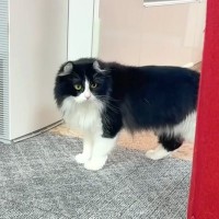 朝起きた猫→大好きなパパ猫が消えたことに気がついて…『胸がしめつけられる姿』と『感動の結末』に「愛が半端ない」「感動をありがとう」