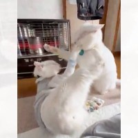 勢いよく飛びかかってきた同居猫を『右腕』で……思わず笑っちゃう瞬間が1万6000いいね「大人しくなるスイッチｗ」「たしなめられた感ｗ」