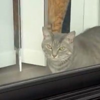 すっぴんで窓際にいる猫に近づいたら…飼い主さんショックの『まさかの反応』が122万表示「防犯意識高めｗｗ」「えっで笑ってしまった」