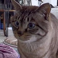 昼休みにふとペットカメラを覗いてみたら、猫が…飼い主さんが"帰りたくなった瞬間"が83万表示の大反響「分かります」「罪なカメラｗ」