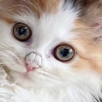 猫の『鼻にできたカピカピ』を病院で取ってもらった結果…印象が全然違う『驚きの変化』が82万再生「上品になったね」「可愛すぎる」と反響