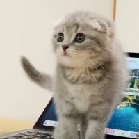 赤ちゃん猫の『かまって攻撃』で作業を中断した飼い主→再開してみると……"まさかの瞬間"が10万再生「天使すぎる」「たまらん」