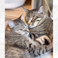『向かいあって寝る2匹の猫』を見ていると…悶絶する人が続出の『尊すぎる行動』が232万表示「いいもの見させてもらった」「心臓がンッって」