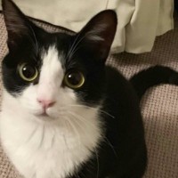 猫の1歳ごろと『5年後の様子』を比較してみたら…驚く人が続出の"ビフォーアフター"が112万表示「えーすごい！」「可愛さは倍増してる」