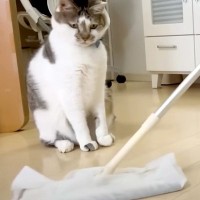 ママがフローリングワイパーを取り出すと、愛猫が警戒心MAXに…まさかの『掃除が終わるまで攻撃し続ける姿』に「家族を守ってるのかな」