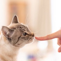 猫は『見た目』で人を判断する？猫があなたや家族を他人と見分けるために駆使している能力5選