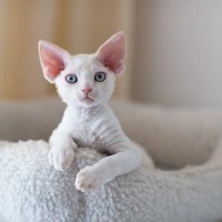 ユニークな『異名』を持つ猫種4選　それぞれの特徴や魅力を伝えてくれるステキな“あだ名”