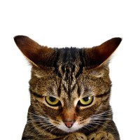 猫のお耳がぺたんと倒れた『イカ耳』に秘められた3つの気持ち　必ずしも不機嫌とは限らない！