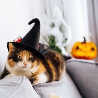 『100均』の猫グッズはあなどれない！コスパ良し・デザイン良しの神アイテム5選