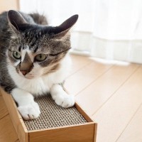 愛猫があなたに『見ないでほしい…』と思っていること4選　うっかり見てしまったときのフォローも