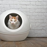 猫を病気にしかねない『使いづらい猫トイレ』の特徴5選　猫が嫌がっているサインもご紹介