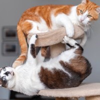 猫は『男の子』と『女の子』で性格が違う？それぞれの特徴と喜ぶ接し方