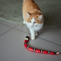 猫にも『天敵』がいる！絶対に愛猫との接触を避けるべき、危険な動物9選