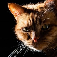 愛猫のための『停電対策』準備すべき5つのこと・もの　猛暑のときはどうすれば？