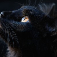 撮影が難しい『黒猫』を上手に撮るコツ5選　かわいい顔や美しい毛並み…どうやれば写せる？