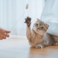 愛猫の『テンションが上がる』5つの要素　刺激が足りてないかも…と思ったら試したいもの・こと