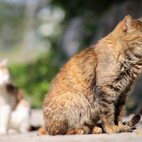 愛猫が『座ったまま寝落ち』してしまう3つの理由　どんなタイプの猫に多く見られる？