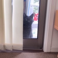 『突然家に現れた野良の黒猫』を追い払って３か月後…まさかの光景に涙が止まらないと23万再生「目頭が熱くなった」「泣けて泣けて…」の声