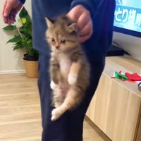 いたずらをしようとした子猫→飼い主さんに見つかった結果…思わず"ニヤける瞬間"が44万再生「脱力感ｗ」「ずっと見ていられるｗ」の声