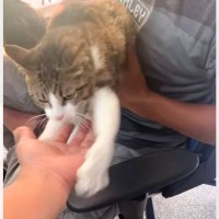 甘えん坊に育った保護猫→飼い主さんが腕を差し出した次の瞬間…『尊すぎる行動』が95万再生「嬉しいが滲み出てる」「可愛いね」