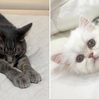 AIで２匹の猫を『擬人化』してもらった結果…予想外の『とんでもない差』に「過去１笑った」「思わず吹き出したｗ」と爆笑する人続出