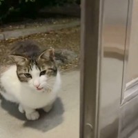 連日家の前に現れるようになった猫→野良なのか分からず『手紙をつけてみた』結果…驚きの展開が980万表示「伝書猫」「なんて素敵」