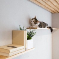 ねこも人も心地よく安心安全に過ごす、家族みんなのためのお部屋作りとは