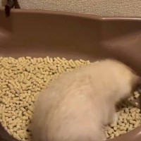 保護された子猫→『初めてのトイレ』に挑戦した結果…笑顔になる人が続出の『可愛すぎる姿』が6万再生「一生懸命で尊い」「可愛い鳴き声」