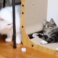 新入り猫のケージを開放して２日目→おっとりした性格の先住猫が、突然…まさかの『予想外の行動』に「相性がバッチリ」「永遠に見てたい」