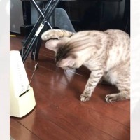 『メトロノーム』と対峙した猫→音が鳴るたびに"反応しちゃう様子"が可愛すぎると250万再生「首がくいってｗ」「早いバージョンみたいｗ」