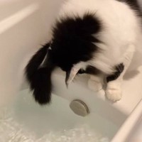 『お湯張りを楽しむ猫』を見守っていたら…飼い主さんの方が焦ってしまう展開が笑っちゃうと99万再生「思わず見入った」「かわいすぎる」