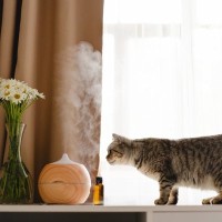 猫が生理的に受け付けない『大嫌いなもの』4選とその理由　体質や習性から来る“イヤ”を見逃さないで