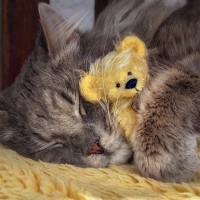 猫の『愛用品を勝手に捨てる』のはよくない？処分する際に気をつけたい3つのこと