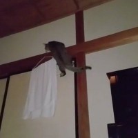 タンスの上に『猫の休憩スペース』を作ったら…夜中３時の『衝撃的な光景』に「前腕の筋肉すごそうｗ」「目からビームで吹いた」と爆笑の声続出