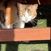 『毎日庭に遊びに来ていた野良猫』と仲良くなった結果…現在の様子が泣けると13万再生の反響「なんて素晴らしいお話」「涙が出た」