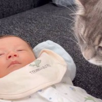 娘の息抜きのために赤ちゃんを一日預かったら、『家にいた猫』が…泣けるほど可愛い光景が61万再生「優しい世界」「全員可愛すぎる」の声
