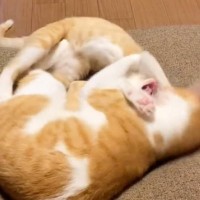 『プロレスをしている2匹の猫』を見ていたら…想像もしていなかった『笑撃のラスト』に爆笑する人が続出「期待以上のラスト」「思わず吹いた」