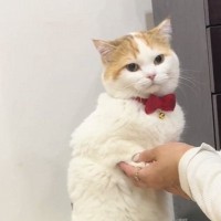 トイレをする猫の『姿勢』を見てみると…あまりにも独特な『可愛すぎる様子』が56万再生「トイレのときは呼ばれるの？ｗ」「人間より器用ｗ」