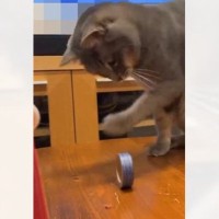 ちょっぴり"運動音痴"な猫→テープを目の前に転がしてみると…想像以上の光景に「可愛すぎるｗｗ」「左手は苦手なようだねｗ」と52万再生