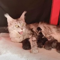 『大型猫の赤ちゃん』が生まれた日から70日間の記録…成長していく姿が感動的すぎると346万再生「本当に素敵」「母親の愛情深さに涙」＜海外＞