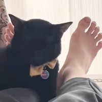 今にも『寝落ちしそうな猫』が、次の瞬間…吹き出す人が続出の"まさかの展開"に「想像以上の勢いでびっくりｗ」「魂抜けたｗ」と32万再生