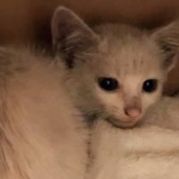 ノミと汚れで灰色だった子猫→シャンプーした結果……思わず驚く"シンデレラ級の変身"に「めちゃくちゃ美猫」「よかったね」と感動の声続出