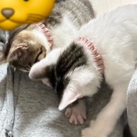『人生で一番のモテ期だった…』猫の飼い主さんの肩を見てみると？→幸せすぎる尊い光景が4万1000いいね「両腕にはにゃ」「経験してみたい」
