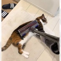『掃除機で吸われる』のが好きな猫→吸うのを辞めると……『まさかの反応』に「普通は逃げるのにｗｗ」「本当の猫吸い？ｗ」と爆笑の声続出