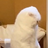 ニャンプロ中の2匹の猫→『ポーズ』を見てみると？…「違う生き物になってる？ｗ」笑撃の光景が82万2000表示「ゴジラみたいでカッコいい」