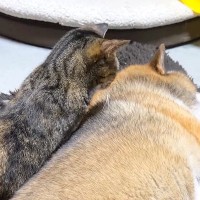 “ゼロ距離が苦手”な犬→同居猫たちが気を使う中、長女猫が甘えに来て…まさかの『大胆な行動』に「柴ふを攻略してるね」「ほんとに可愛い」
