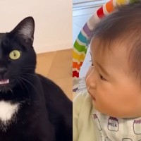 猫の『クラッキング』を初めて見た赤ちゃん…思わず頰が緩む『可愛すぎるリアクション』が13万再生「涙出て笑った」「癒されました」