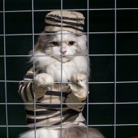 刑務所に侵入し、禁止薬物を“密輸”させられそうになった猫　看守により捕獲される　コスタリカ
