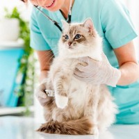 愛猫と『動物病院』に行くときに絶対にやってはいけない5つのこと　守るべきマナーとは